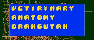 VetirinaryAnatomyOrangutan